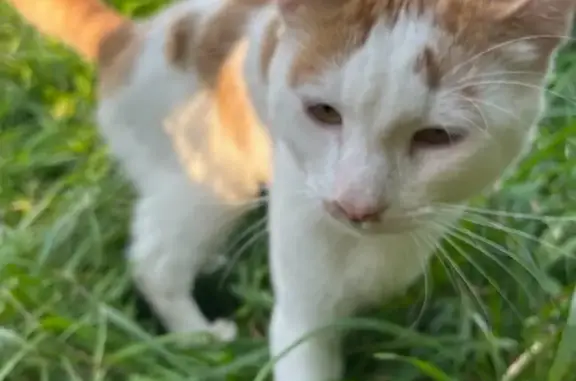 Найдена кошка, Москва, фото: Найдена кошка в Ботаническом карте, Липовая аллея, Москва