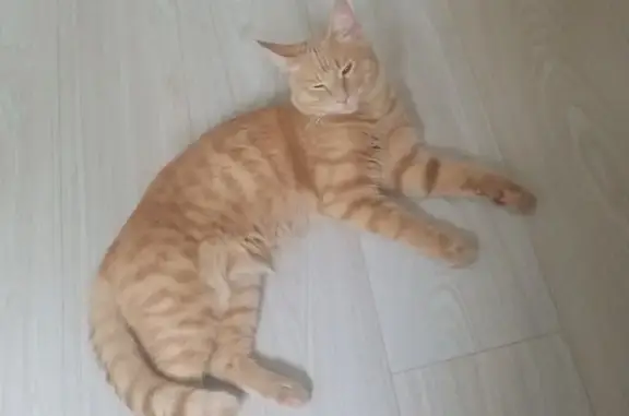 Пропала кошка в Воронеже, Воронежская область