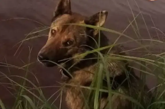 Пропала собака на реке Шапкина, Кличка Дэцл