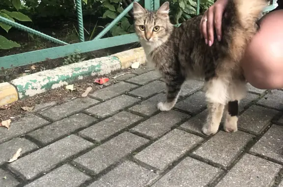 Найдена кошка около Октябрьского проспекта, 142, Люберцы