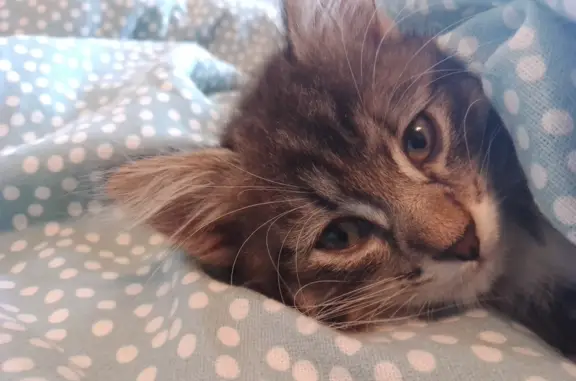 Потерянные животные Санкт-Петербург, фото: Пропала кошка на пр. Художников, 24