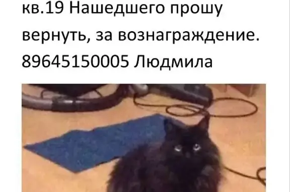 Кошки потеряшки, Москва, фото: Потеряшка черно-бурый кот возле Никитинской, Измайлово