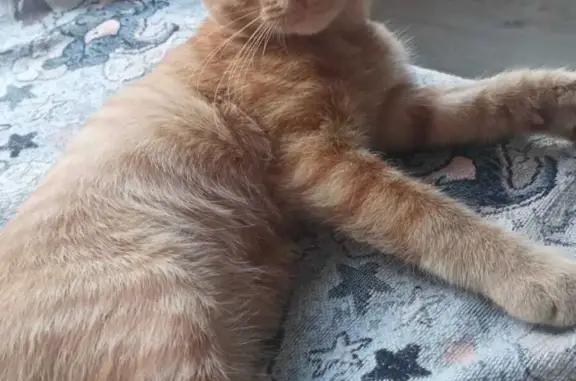 Кошка Рыжий котенок найдена на ул. Димитрова, 6 к2, СПб