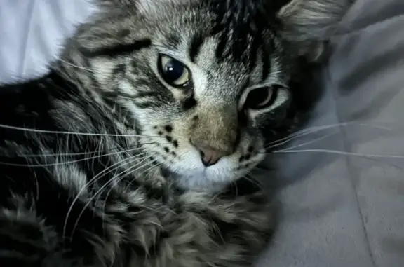 Пропал кот Оскар в Губкинском городском округе
