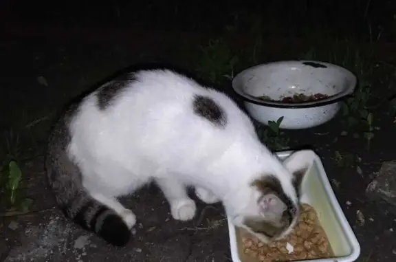 Найдена кошка в Булгаковском сельсовете, Башкортостан