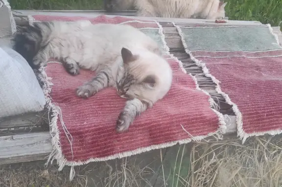 Пропал тайский кот в снт 