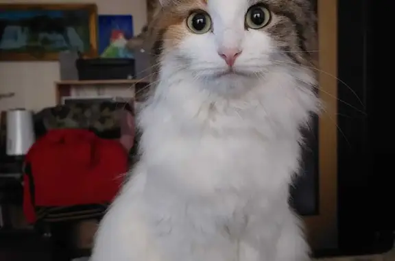 Кошки потеряшки, Москва, фото: Потеряшка трехцветная кошка, ул. М. Поливановой, 2/19, Москва.