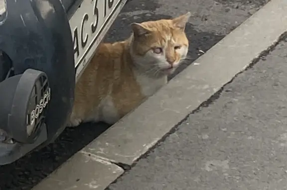 Найден рыжий кот с больным глазом на Гренадерской улице