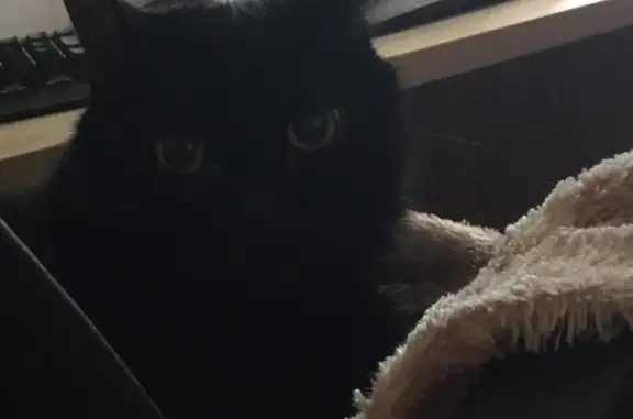 Пропала кошка Сёма, черная шерсть, 15 лет, 89028053148