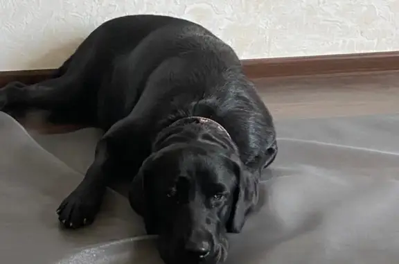 Пропала собака породы Лабрадор в Стрелецком авторынке, Севастополь