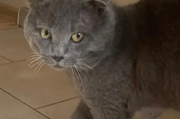 Найден серый котик на ул. Менжинского, 38