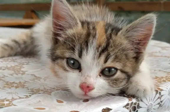 Найдена кошка Котёнок на Комсомольской ул., 36