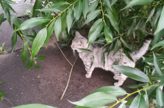 Найдена кошка 01 августа на ул. Волкова, Йошкар-Ола
