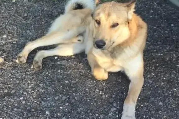 Найдена собака 30.07.2023 в деревне Деревеньки Калязинского р-на