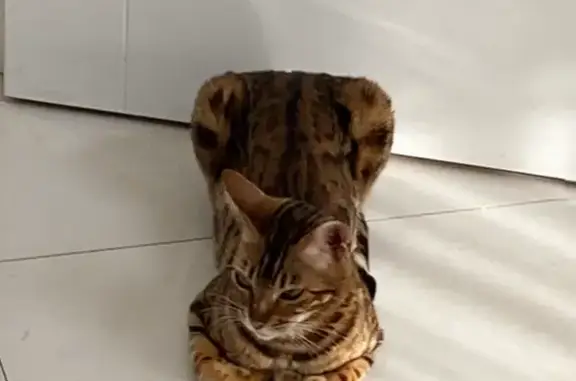 Кошки потеряшки, Москва, фото: Потеряшка бенгальская кошка, вознаграждение. 2-й Дачно-Мещерский проезд, 4А, Москва