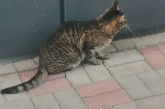 Потерянная домашняя кошка возле Магнита на ул. Елены Стасовой, 40И