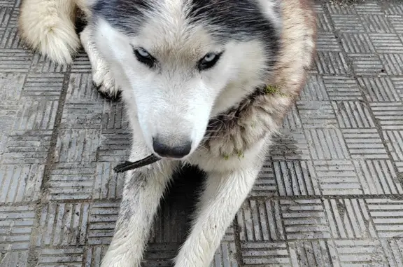 Собака найдена возле магазина дачного 5 стройки, Камчатский край