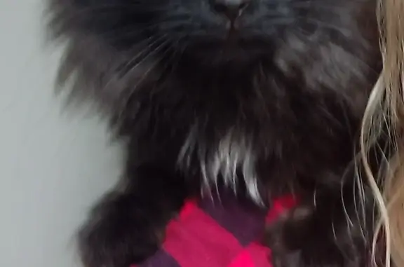 Объявления о пропавших и найденных животных, Новосибирск, фото: Пропала кошка, черного окраса, ул. Дениса Давыдова 3, Новосибирск