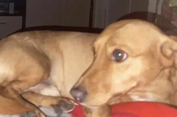 Собаки потеряшки, Нюрба, фото: Потеряшка собака порода Такса, окрас рыжий. Помогите найти!