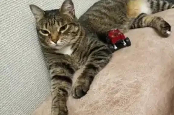 Кошки потеряшки, Новосибирск, фото: Потеряшка кошка Муся, ул. Высоцкого 50/3, Новосибирск