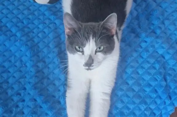 Кошки потеряшки, Новосибирск, фото: Потеряшка кошка Кот, Полевая ул., 8, Новосибирск