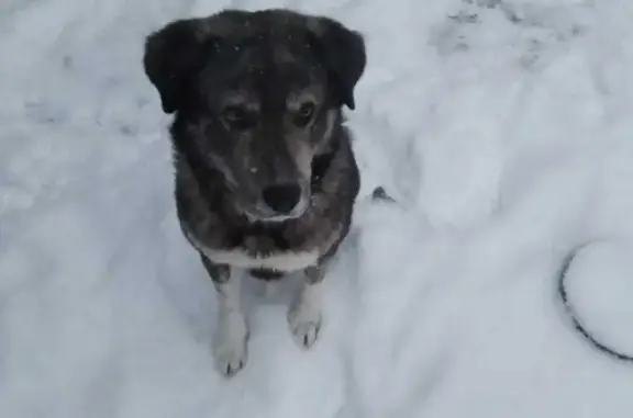 Пропала собака в Московской области, 46Н-09290