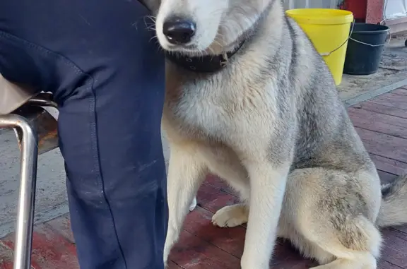 Собака хаски найдена на шоссе Горняков, 153