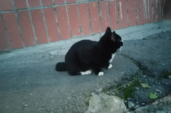 Найдена кошка, Кемерово