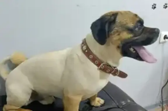 Собаки потеряшки, Чита, фото: Потеряшка собака: рыжий пёс, 4 года, озеро Ундугун