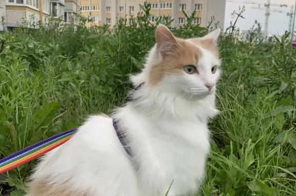 Кошки потеряшки, Тамбов, фото: Потеряшка кошка, Запрудный проезд 6, Тамбов