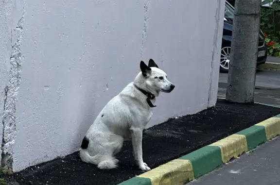 Найдена собака на Перекопской 8, Тула