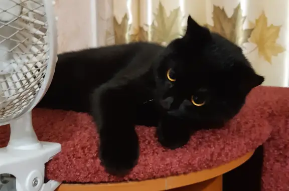 Пропала кошка Валера, черный окрас, ул. Дзержинского 3, Ноябрьск