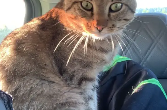 Кошки потеряшки, Ульяновск, фото: Потеряшка кошка на Ипподромной ул., Ульяновск