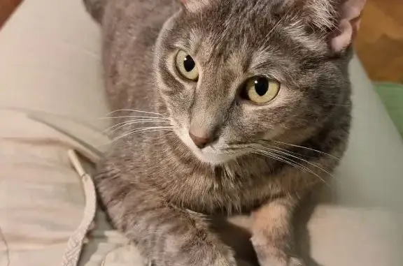 Кошки потеряшки, Новосибирск, фото: Потеряшка кошка, ул. Кошурникова 10, Новосибирск