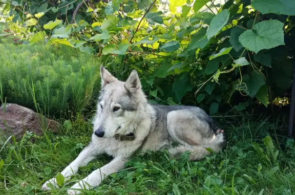 Собака найдена: серая лайка, 14, Радумля