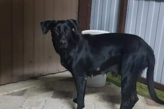 Найдена чёрная собака на Средней улице, 2Б, Ессентуки