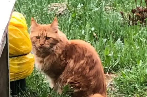 Пропала рыжая кошка Мейн-Кун, Истринский район