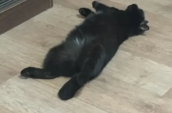 Кошки потеряшки, Новосибирск, фото: Потеряшка черная кошка на ул. в Новосибирске