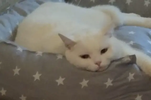 Найдена кошка, Москва, фото: Пропала белая кошка в Маслов переулке, Москва