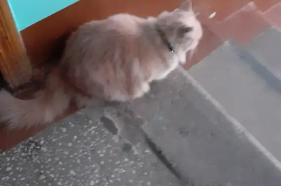 Найдена кошка Котик на ул. Карла Маркса, Красноярский край