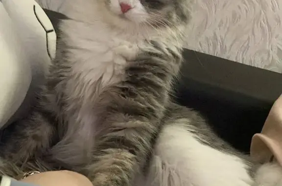 Кошки потеряшки, Москва, фото: Потеряшка кошка Кнопа, серого цвета, ул. Саратовская 3к1, Москва