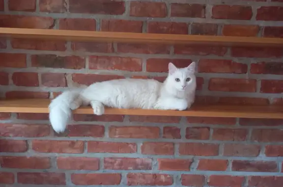 Пропала кошка Белый кот, Портовая ул., 21