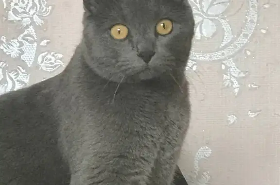Пропала кошка, ул. Гоголя, 28, Нижнеудинск