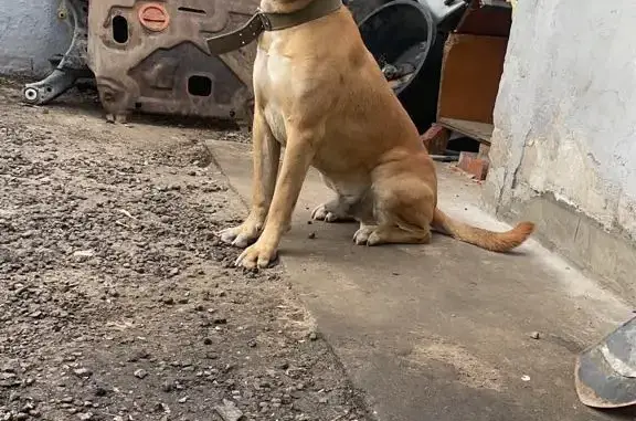 Собаки потеряшки, Москва, фото: Потеряшка собака Мальчик, Зовут Денчик. Помощь нужна!
