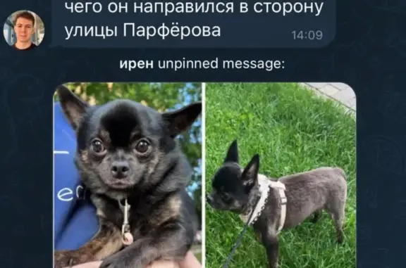 Собаки потеряшки, Москва, фото: Потеряшка собака: +79030352221, Ленинский проспект, Москва