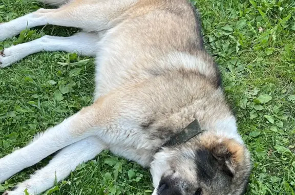 Собака найдена в лесу Шаховского района, Московская область