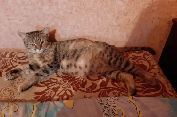 Пропала кормящая кошка в Советах, Кинельский район