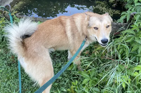 Найдена собака в Жуковском, ищем хозяина