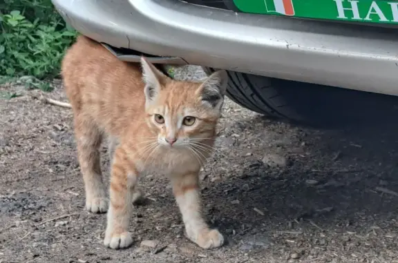 Найден котёнок в Ангарске, ищет хозяев