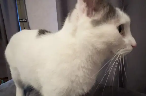 Кошки потеряшки, Санкт-Петербург, фото: Потеряшка кошка на пр. Славы, 51, СПб